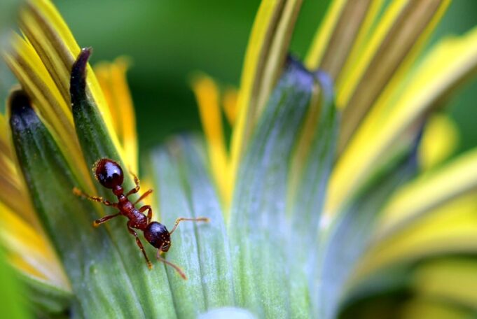 How To Save Your Garden From Pests