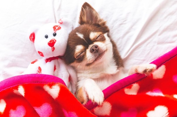 5 Things Every Pet Needs To Feel Good