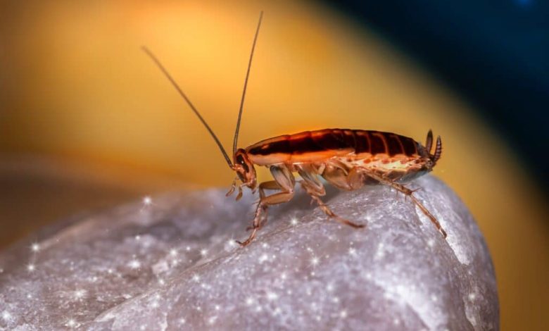 The Importance of Regular Pest Inspections for Homeowners